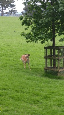 prideaux place021.jpg